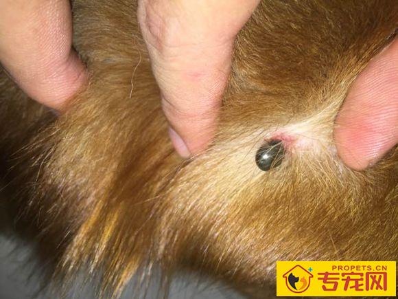 小伙在金毛的身上见到一个怪异的小东西,接下来这幕让他一阵庆幸 小伙在金毛的身上见到一个怪异的小东西,接下来这幕让他一阵庆幸