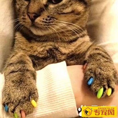猫指甲套 它是由天然乙烯基树脂制造