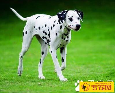 大麦町犬的性格 特别喜欢运动嬉戏