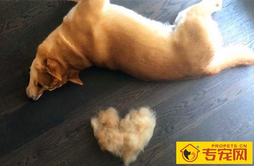 【宠物的养护小妙招】柴犬每年几月份掉毛,柴犬每年哪个时期掉毛厉害 【宠物的养护小妙招】柴犬每年几月份掉毛,柴犬每年哪个时期掉毛厉害