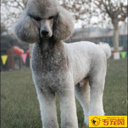 【本人养宠物心得分享】巨贵犬长多少刚开始发毛量,怎能让巨贵毛量足呢 【本人养宠物心得分享】巨贵犬长多少刚开始发毛量,怎能让巨贵毛量足呢