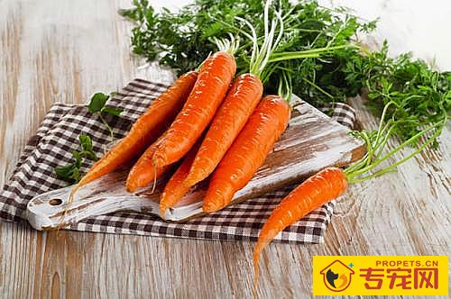 【宠物的养护小妙招】柴犬每年几月份掉毛,柴犬每年哪个时期掉毛厉害 【宠物的养护小妙招】柴犬每年几月份掉毛,柴犬每年哪个时期掉毛厉害