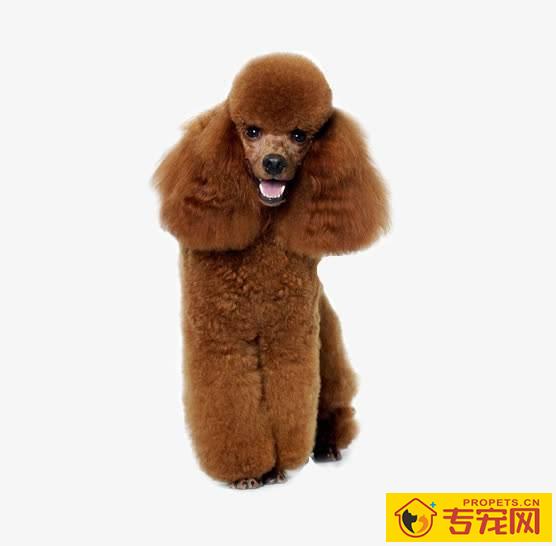 【本人养宠物心得分享】巨贵犬长多少刚开始发毛量,怎能让巨贵毛量足呢 【本人养宠物心得分享】巨贵犬长多少刚开始发毛量,怎能让巨贵毛量足呢