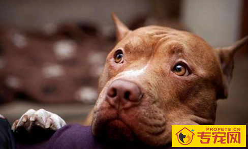 比特犬呕吐该怎么办?比特犬呕吐是怎么回事