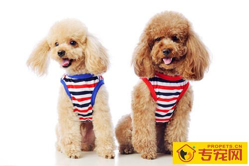 一岁多的小泰迪脱毛,为何小泰迪一岁了还脱毛 一岁多的小泰迪脱毛,为何小泰迪一岁了还脱毛