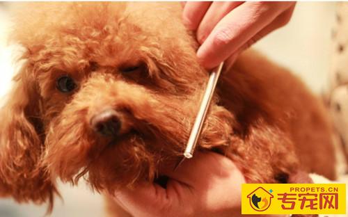 一岁多的小泰迪脱毛,为何小泰迪一岁了还脱毛 一岁多的小泰迪脱毛,为何小泰迪一岁了还脱毛