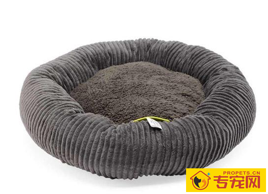 比特犬呕吐该怎么办?比特犬呕吐是怎么回事