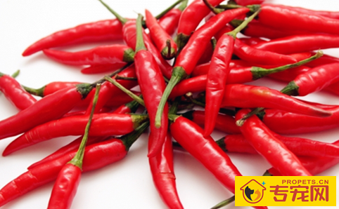 比特犬呕吐该怎么办?比特犬呕吐是怎么回事