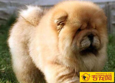 狗能活多久 犬的寿命大约在13-18年之间