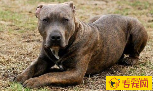 比特犬呕吐该怎么办?比特犬呕吐是怎么回事