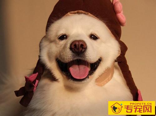 【养宠物心得分享】狗狗应激反应一般几日,狗狗应激综合征致命吗 【养宠物心得分享】狗狗应激反应一般几日,狗狗应激综合征致命吗