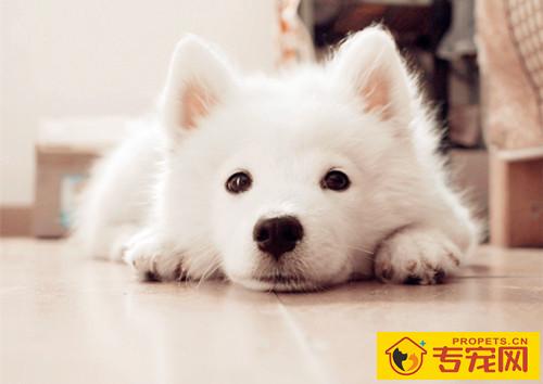 【养宠物心得分享】狗狗应激反应一般几日,狗狗应激综合征致命吗 【养宠物心得分享】狗狗应激反应一般几日,狗狗应激综合征致命吗