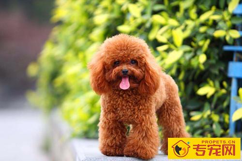 【宠物的保养小窍门】狗狗严重便秘吃一点点泄药,狗狗严重便秘能喂小量的泄药吗 【宠物的保养小窍门】狗狗严重便秘吃一点点泄药,狗狗严重便秘能喂小量的泄药吗