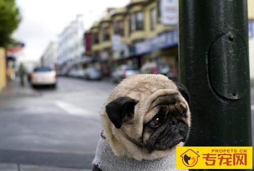 【宠物的保养小窍门】狗狗拉稀应当禁食禁水的吗 【宠物的保养小窍门】狗狗拉稀应当禁食禁水的吗