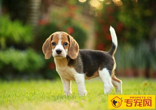 狗狗外伤性可用云南白药吗 狗狗外伤性可用云南白药吗