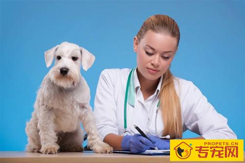 【宠物的保养小窍门】狗狗拉稀应当禁食禁水的吗 【宠物的保养小窍门】狗狗拉稀应当禁食禁水的吗