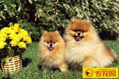 博美吃撑拉稀，博美吃过多拉稀吗