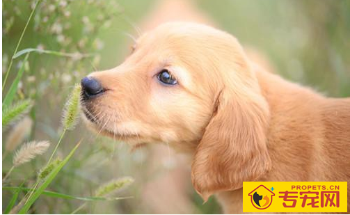 狗狗独立吃钙片拉稀,狗狗吃钙片会腹泻是怎么回事 狗狗独立吃钙片拉稀,狗狗吃钙片会腹泻是怎么回事