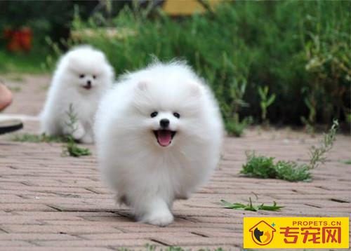 博美吃撑拉稀，博美吃过多拉稀吗