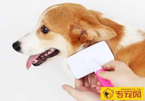 【宠物的保养小窍门】两月的柯基掉毛过多，柯基掉毛四处全是