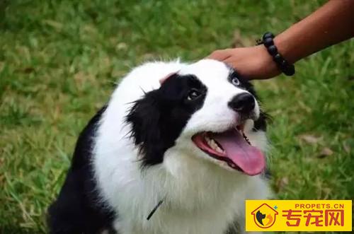 边牧感冒吐鲜红色物品，边牧感冒了吐该怎么办