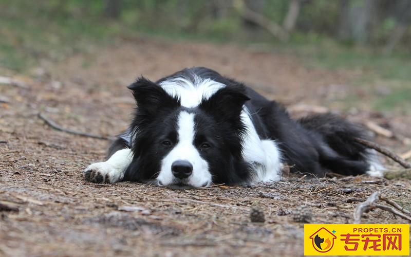 边牧感冒吐鲜红色物品，边牧感冒了吐该怎么办