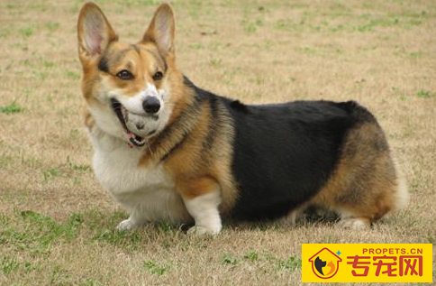 柯基身上有异味吗，柯基的身上有异味怎么办