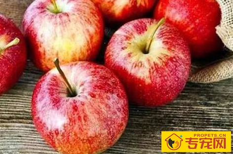 柯基身上有异味吗，柯基的身上有异味怎么办