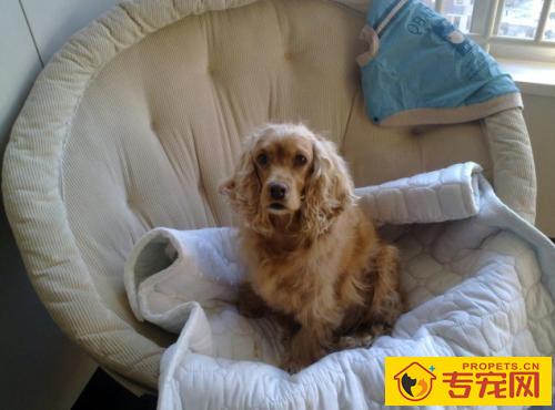 怎样才能护理好狗狗的毛色