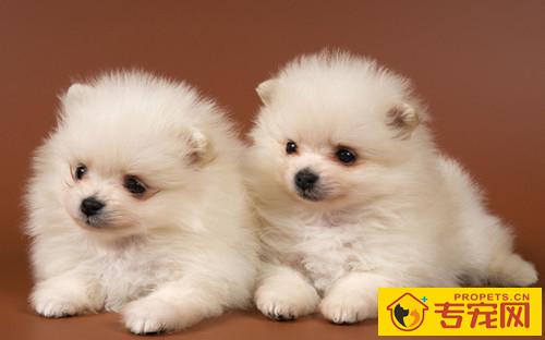 博美感冒发烧淘宝旺旺叫,冬天怎样防止博美发烧感冒 博美感冒发烧淘宝旺旺叫,冬天怎样防止博美发烧感冒