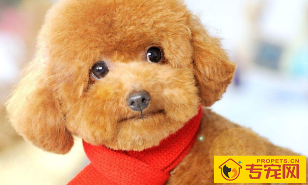 怎么判断小狗是不是身心健康? 怎么判断小狗是不是身心健康?