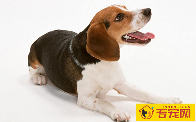 怎么判断小狗是不是身心健康? 怎么判断小狗是不是身心健康?