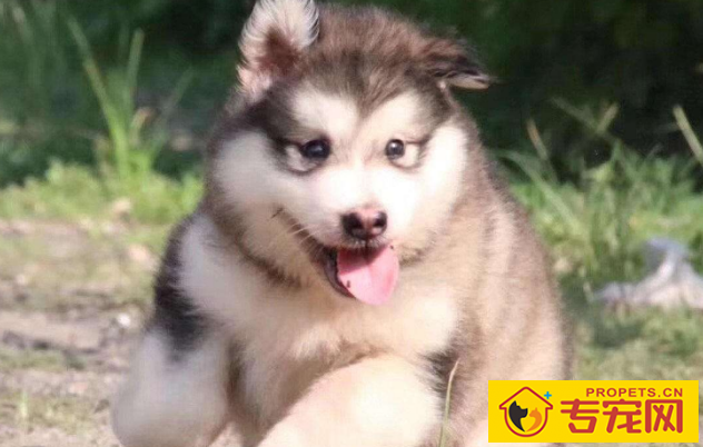 怎么判断小狗是不是身心健康? 怎么判断小狗是不是身心健康?