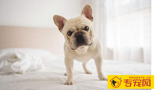 法斗幼狗腿瘸是缺钙吗,法斗腿瘸由于缺钙吗 法斗幼狗腿瘸是缺钙吗,法斗腿瘸由于缺钙吗