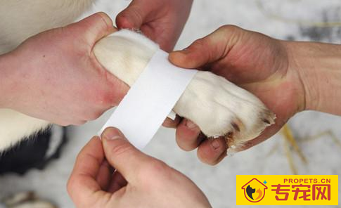 法斗幼狗腿瘸是缺钙吗,法斗腿瘸由于缺钙吗 法斗幼狗腿瘸是缺钙吗,法斗腿瘸由于缺钙吗