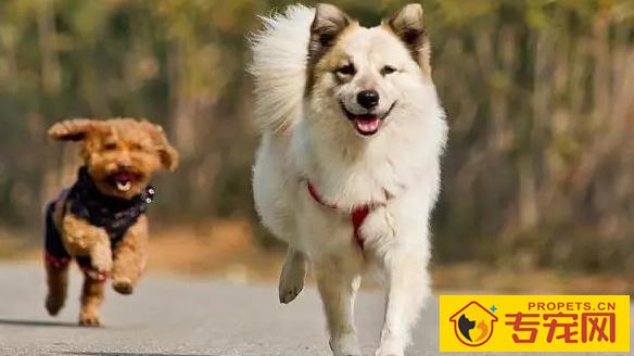 泰迪忽然拉不出屎该怎么办 泰迪忽然拉不出屎该怎么办