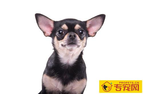 吉娃娃耳朵内黑了是耳螨吗 吉娃娃耳朵内黑了是耳螨吗