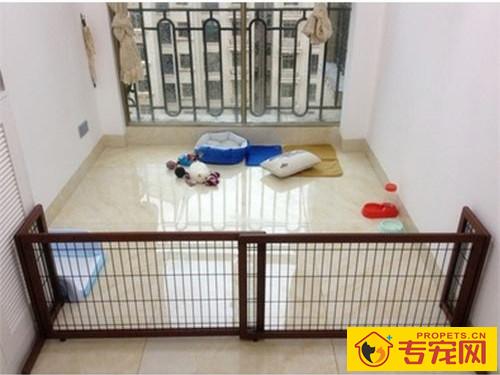 吉娃娃耳朵内黑了是耳螨吗 吉娃娃耳朵内黑了是耳螨吗