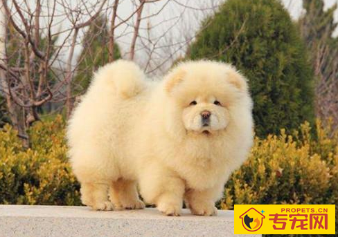 松狮感冒比较严重吗,松狮感冒怎么办,松狮感冒吃什么中药 松狮感冒比较严重吗,松狮感冒怎么办,松狮感冒吃什么中药