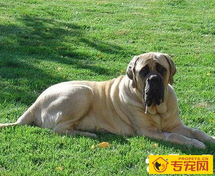 斗牛马士提夫犬的性格 对陌生人不冷不热