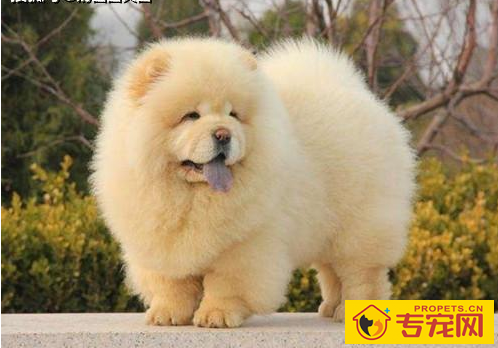 松狮泪痕如何消除，如何给松狮清除泪痕