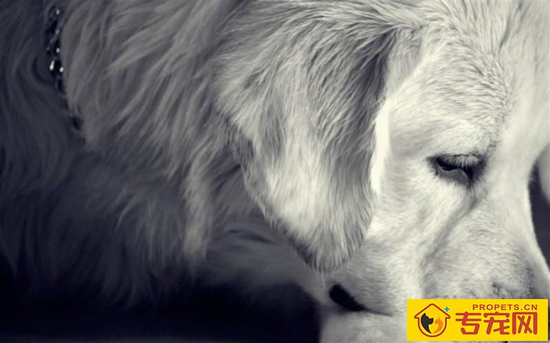 怎样才能护理好狗狗的毛色