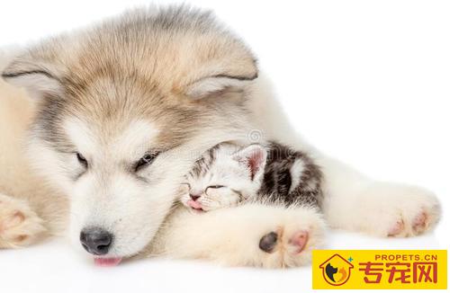 怎样才能护理好狗狗的毛色