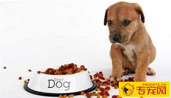 狗狗拉稀吃土霉素片行吗