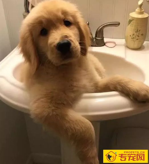 小狗如何可以防止细微这种病症?这个方面宠关键铭记! 小狗如何可以防止细微这种病症?这个方面宠关键铭记!