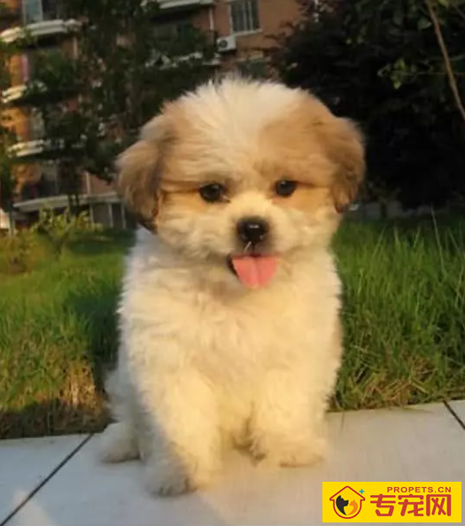 小狗如何可以防止细微这种病症?这个方面宠关键铭记! 小狗如何可以防止细微这种病症?这个方面宠关键铭记!