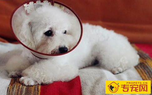 狗狗伤口迅速干躁结疤的药 狗狗伤口迅速干躁结疤的药