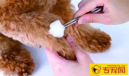 狗狗伤口迅速干躁结疤的药 狗狗伤口迅速干躁结疤的药