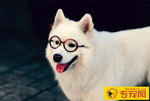 【养宠物心得分享】十五年的狗流鼻涕是感冒发烧吗 【养宠物心得分享】十五年的狗流鼻涕是感冒发烧吗