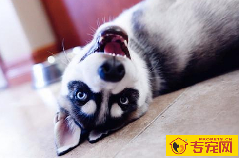 四个月哈士奇拉稀恶心呕吐,4个大的哈士奇腹泻又恶心呕吐 四个月哈士奇拉稀恶心呕吐,4个大的哈士奇腹泻又恶心呕吐